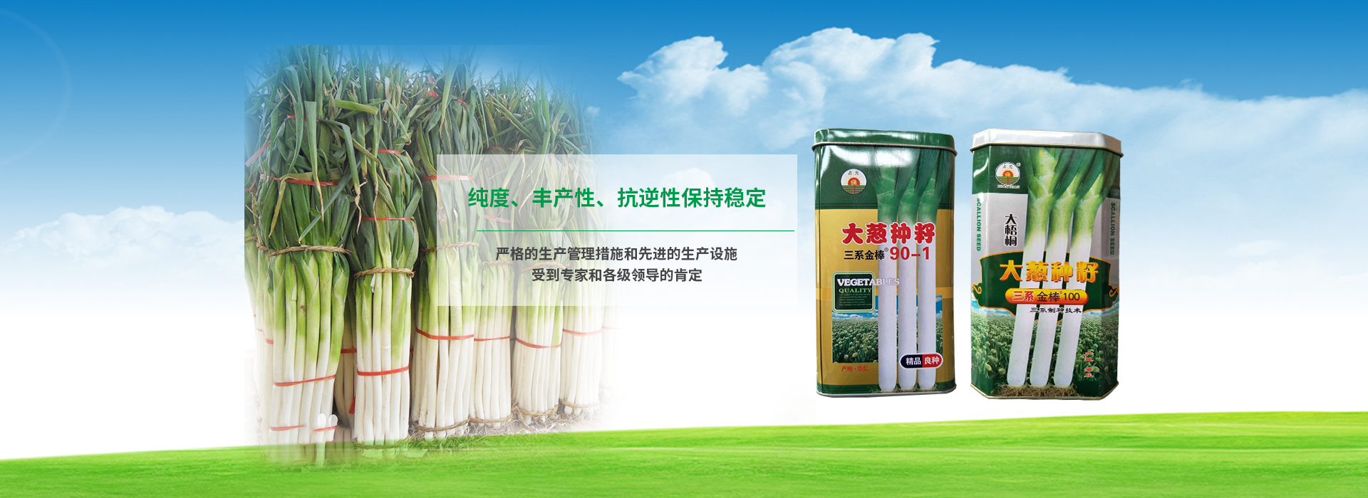 大蔥種子純度，豐產(chǎn)性，抗逆性保持穩(wěn)定